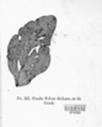 Uromyces viciae-fabae image